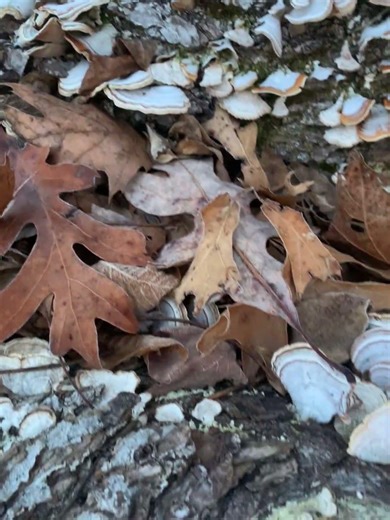 Mushroom log. #mushrooms #goose