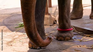 Elephant chained to pole, used for entertainment of people visitors to a farm. Animal abuse dominance training circus
