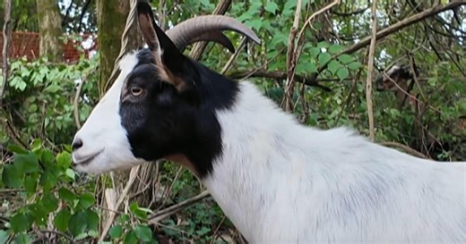 How goats are solving the invasive plant problem on Tennessee River island
