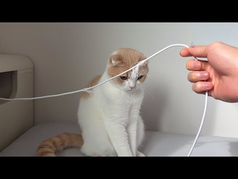 ベッドでのイタズラが発覚して問い詰められた猫がこうなっちゃいました…