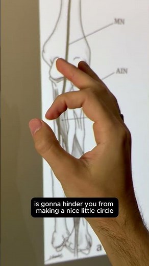 Gantzer's Muscle #anatomy #anatomyshorts #muscleoftheday #kinesiology