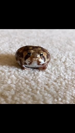 #greenscreenvideo #ShowOffLandOFrost #greenscreen #running#work#workout#pokemon#pokemongo #fyp#fypシ゚viral #fypシ゚viral #frog#frogs#frogsoftiktok#froggies#phrog#animals#animalsoftiktok#monkeyfrog#frogspawn#spawn#pet#petfrog#amphibians#reptile#bug#bugs#froggy#frogsontiktok#dumpy#dumpytreefrog#dumpytreefrogs#frogsoundchallange#frogsong#exoticpets #toad#toads#toadsoftiktok#tadpoles#frogeggs#budgettsfrog#pacmanfrog#rainfrog#milkfrog#pixiefrog#bullfrog#bullfrogs#glassfrog#greenfrog#hornedfrog#ribbit#cr