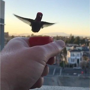 491K views · 1.1K reactions | Feeding a hummingbird requires patience and trust…from the bird! 列 | In The Know | Facebook