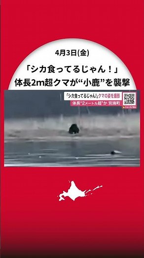 [Brown Bear Breaking News] "It's eating a deer!" A bear over 2 meters long attacks a fawn - The b...