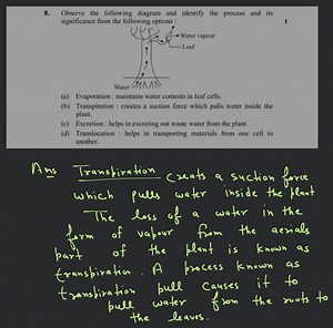 Observe the following diagram and identify the process and its ... | Filo