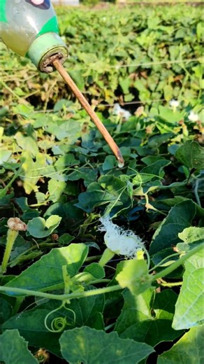 Hand Pollination in Pointed Gourd Using Male Pollen Liquid #reels #shorts #pollinators #farmlife #everyoneシ゚ #fypシ #StarsEverywhere #reelsfypシ #reelsviralシ #holydayseason | SS Agri Vlog