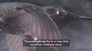 1.1K views · 60 reactions | Hummingbirds fly in a way that no other creature does,” explains Nat Geo Explorer Anand Varma. Take a peek at how these tiny birds eat and move in this footage that can capture up to 3,000 frames per second! #NationalHummingbirdDay | National Geographic Society | Facebook