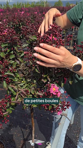 🌸➡️🌿 Le Lilas des Indes, après la floraison… une nouvelle magie ! Après avoir ébloui tout l’été avec ses fleurs roses, lilas ou blanches, le lilas des Indes (Lagerstroemia indica) se transforme : ses fleurs fanées laissent place à de petites capsules rouges, arrondies et décoratives. 🍒✨ 🌳 Son feuillage vert vif devient encore plus graphique, offrant un contraste élégant avec ces fruits rouges. Rustique jusqu’à -15°C selon les variétés ❄️ Plein soleil ☀️ pour une floraison bien colorée Sol bi