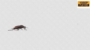 Cockroach Walk Over Screen