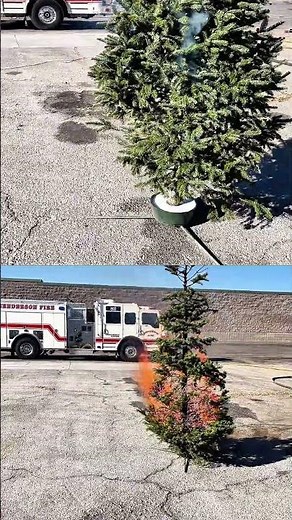 Christmas Tree Safety | Keep Them Watered