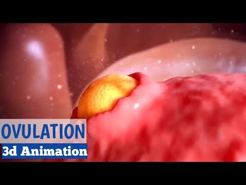 Ovulation Explained in 3 Minutes |‎ Ovulation animation | Ovulation process