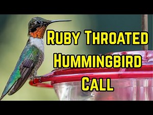 Ruby-throated Hummingbird Call and Song | Updated No Music