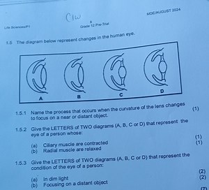 MDEIAUGUST 2024C lwGrade 12 Pre-TrialLife Sciences /P181.5... | Filo