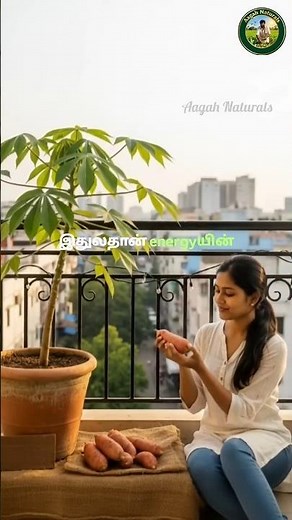 🍠 Cassava Plant Growing Tips | Boost Your Health Naturally | #shorts