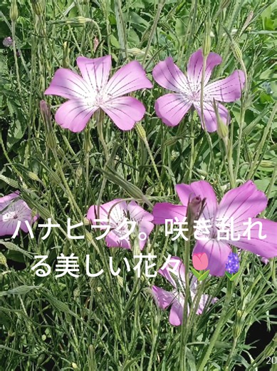 ハナヒラク。咲き乱れる美しい花々｜短い花ビデオ集