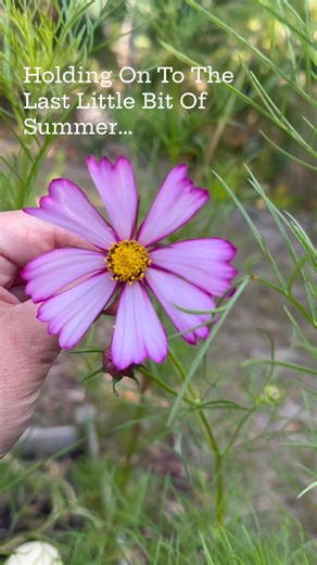 Late summer and early fall blooms are still going strong, and they deserve a moment in the spotlight! Which of these blooms is your favorite? #flowers #fall #summer #gardening #plantlove | Gardening Know How