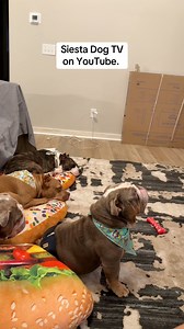 74K views · 4K reactions | FINALLY found something the Grumpy Old Troll who lives in my house likes  #dogs #tv #happydog | Big Daddy Nem | Facebook