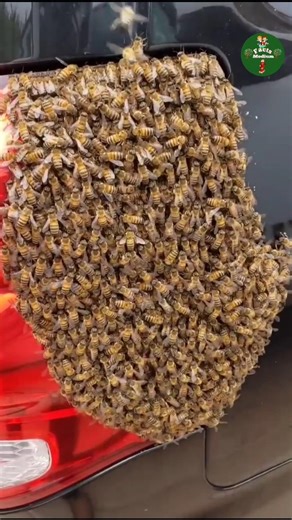 What To Do If Bee Build A Hive On Your Car #shorts #ytshorts
