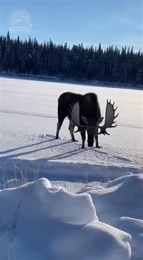 POV: You thought you were capturing a serene winter scene, then the moose decided to be less than serene. That ground-shaking charge, then the scrape of its antlers... pure adrenaline. Would you run, or try to stand your ground against something that huge? #wildlife #WildAnimalEncounters #MooseAttack #WinterLake #SCARE #USA_CANADA
