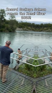 Record 4.4 million count run for sockeye salmon on the Kenai River in 2025. This was one for the books! Enjoy it while it lasts! #bigdansfishingcharters #bigdansriverfrontlodge #alaska #kenairiver #salmon | Big Dan's Fishing Charters