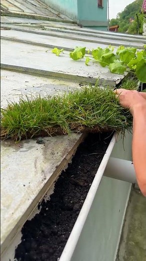 Planting a garden insude a rain gutter