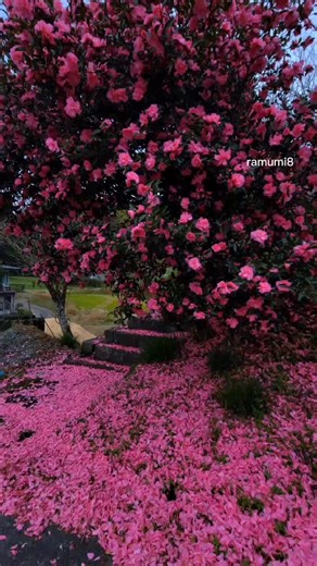 魅せられた。#山茶花 #Japan