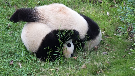 The reason why pandas are called roll roll has been found! See, the two little ones are rolling down the hill happily! #HiPanda #ChengduPandaBase For more panda information, please check out: https://en.ipanda.com | iPanda