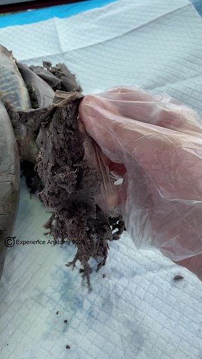 Understanding The Pleura Anatomy Through Sheep Lungs Dissection