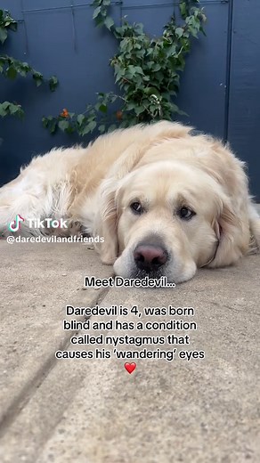 Daredevil: The Brave Blind Dog's Inspiring Story