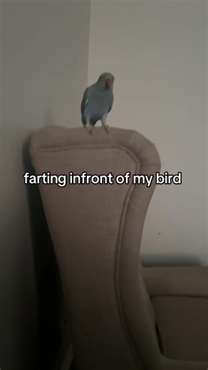 Funny Bird Reactions to Farting