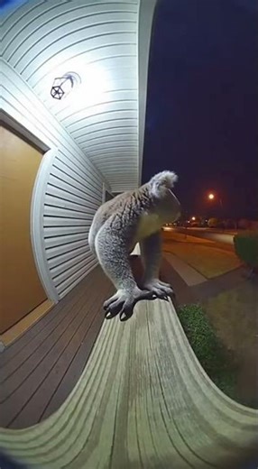 Aggressive Koala Attacks Doorbell Camera Scary Night Encounter