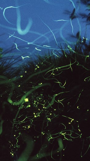 Watching fireflies is a magical experience you wouldn't want to miss! ✨ Read article here: https://bit.ly/FireflyWatching #YourGuide #PhilippinesFirst #PhilippineTravel #ExperiencePhilippines #LetsGoTravel #DailyTravel #GetOutdoorsMore #explorephilippines #Wanderful #adventurelifestyle #firefly #watch #VisitPhilippines #ExplorePhilippines #TravelPinas #TravelJournal #Philippines #guidetothephilippines | Guide to the Philippines