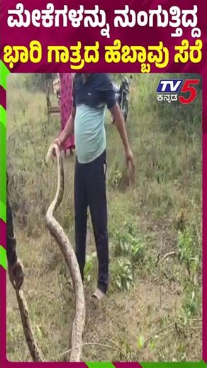 ಭಾರಿ ಗಾತ್ರದ ಹೆಬ್ಬಾವು ಸೆರೆ | Giant Python Found In Mysuru Cornfield | TV5 Kannada