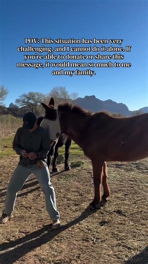 When the nearest scratching post is a human... #horse