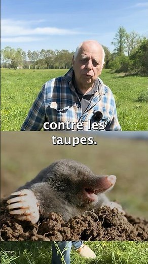 Comment se débarrasser des taupes ? #conseil #astuce #jardinage #nature #taupes #potager #jardin