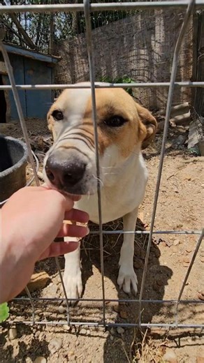 Samanta à l'adoption