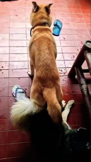 Anjing Kawin Gancet yang akhirnya lepas juga