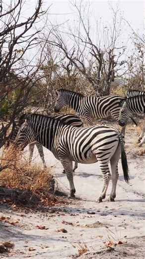 Plains zebra, Okavango Delta #wildanimals #wildlife #africansafari #zebra #animals #nature #zoology