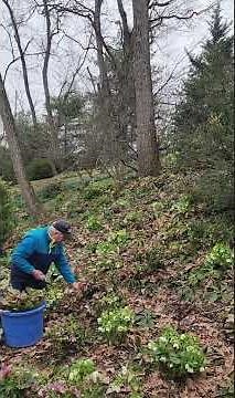 Spring Tip for Stunning Hellebores 🌸 Secrets to Vibrant, Long-Lasting, Easy Garden Color!