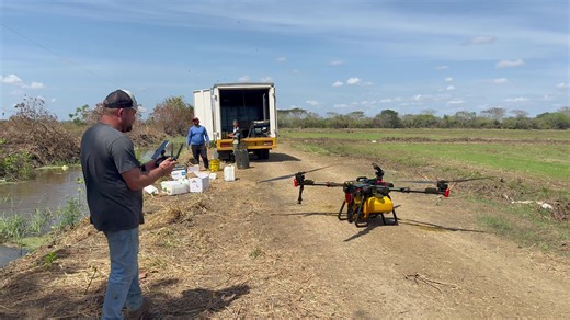 Arroz y Calabazo: Cultivo en Guarico, Venezuela