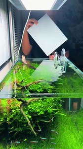 31K views · 176 reactions | How to remove slime from water surfaces? #aquarium | Trip Aquarium | Facebook