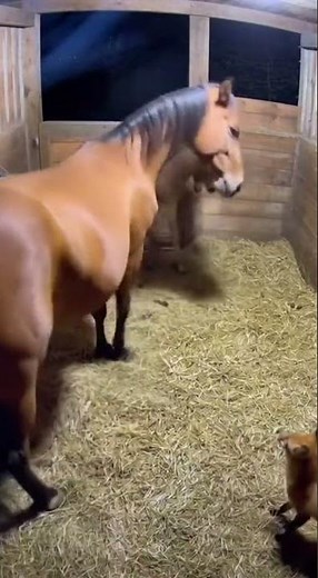 Stable Justice: Mare Delivers a Powerful Blow to a Fox