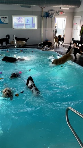 8.8M views · 157K reactions | Pure chaos… but in the best way possible.  | UNILAD | Facebook