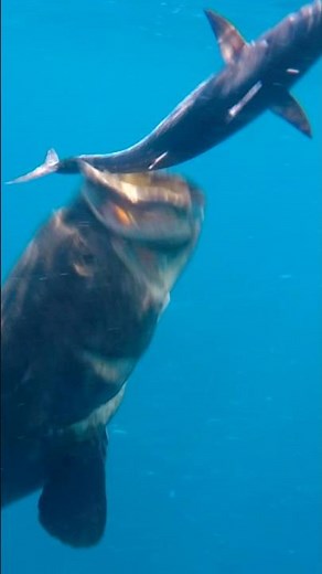 Giant Grouper Eats Bonito Underwater