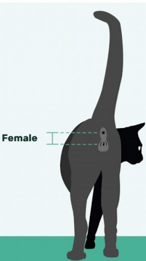Chubby Meows 😻 on Instagram: "Learn how to easily identify the gender of a kitten by checking the distance between the anus and genitals. This video provides a simple visual guide to determine if a kitten is male or female, helping new pet owners avoid surprises down the line. #kittens #genderidentification #petcare #animaladoption #catsofinstagram #kitten #cat #pet #animal #catlover"