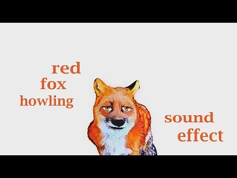 How A Red Fox Howling Sound / Sound Effect / Animation