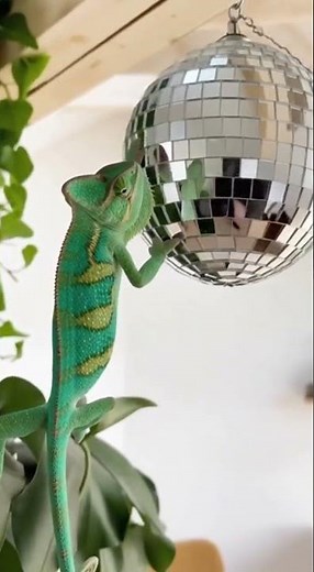 Chameleon's Disco Camouflage Fail!