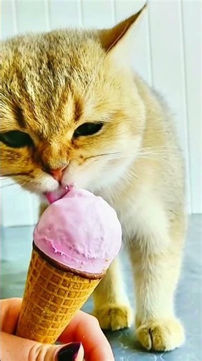 Ice cream in the heat 😂