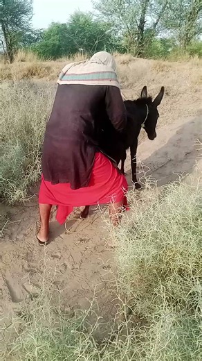 They Were Having a Laugh with the Donkey... Then Everything Got Even Funnier! 😂🐴