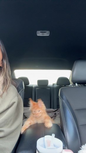 Welcome Milo - Funny and Cute MaineCoon Kitten Video